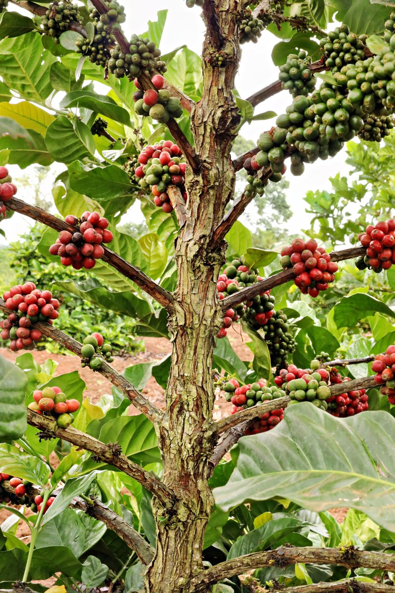 NARO Uganda tweet media