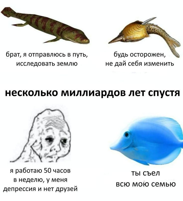 черепаший хлеб 🇷🇺 (@akitalizard) on Twitter photo 