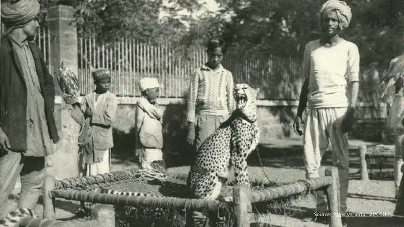 One of the last known Picture of Indian Cheetah. The British hunted them for their skins for making Royal coats.
They became completely extinct by 1952.