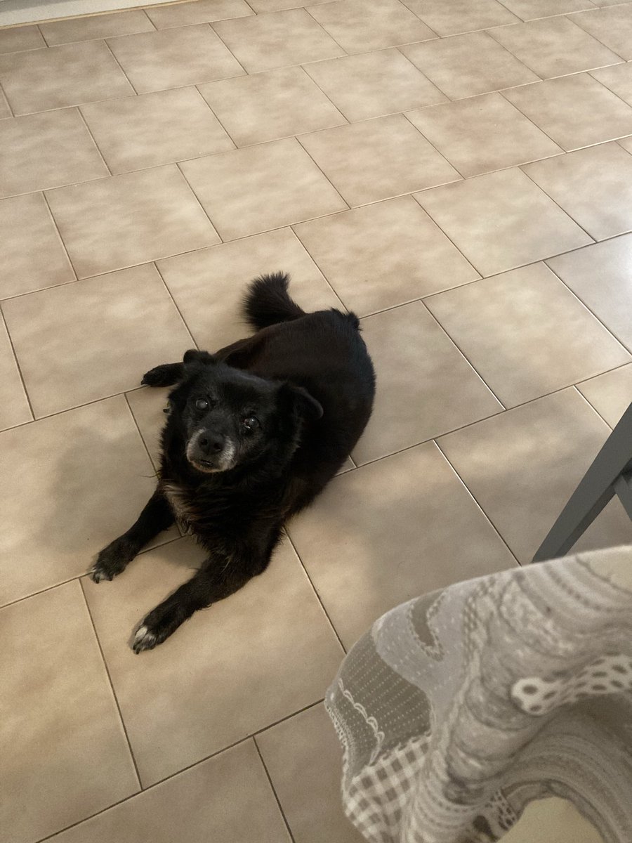 poltronieriang1's tweet photo. @LAbradorClub11 Buon compleanno anche da Black …16 anni compiuti l’ 8 febbraio 🐶❤️ https://t.co/WjZ4qWPKfG