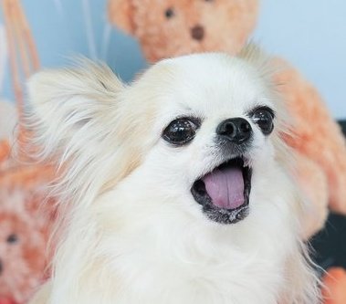 あーーーラベンダーーーーー🪻たまにーーーーチワワーーーー🐶 #dogs