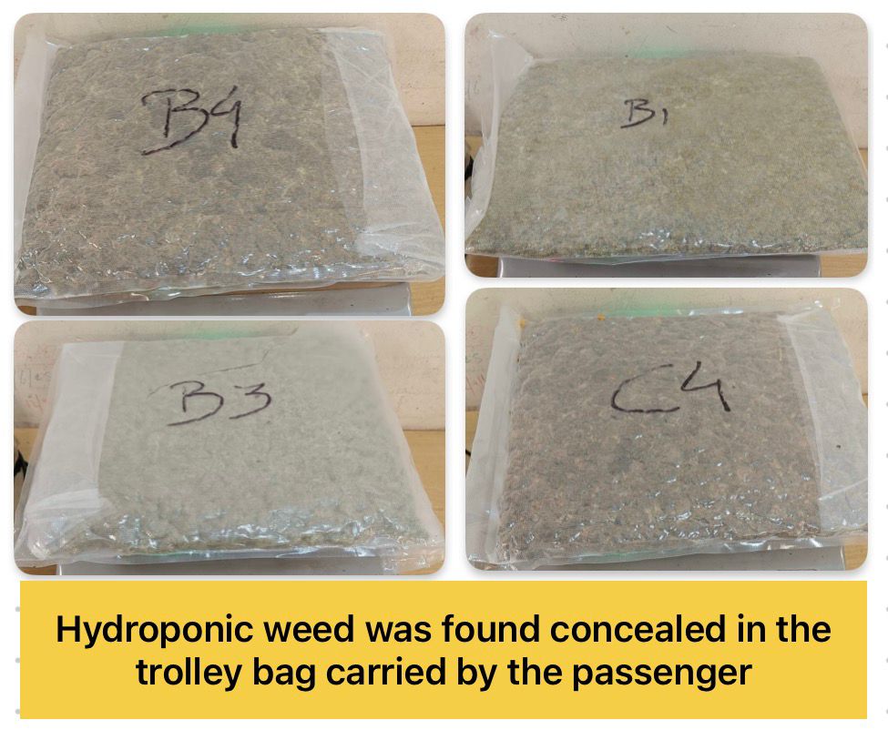 mumbaicus3's tweet photo. Between 11th to 17th February, 2026, Mumbai Customs Zone-III (Airport) effected significant seizures including 24.361 kgs of suspected NDPS (Hydroponic Weed) valued at about Rs. 24.361 Crores r in the illicit market across 06 cases and 1336.62 grams Gold worth Rs. 1.85 crore across 03 cases. 
07 passengers were arrested.
