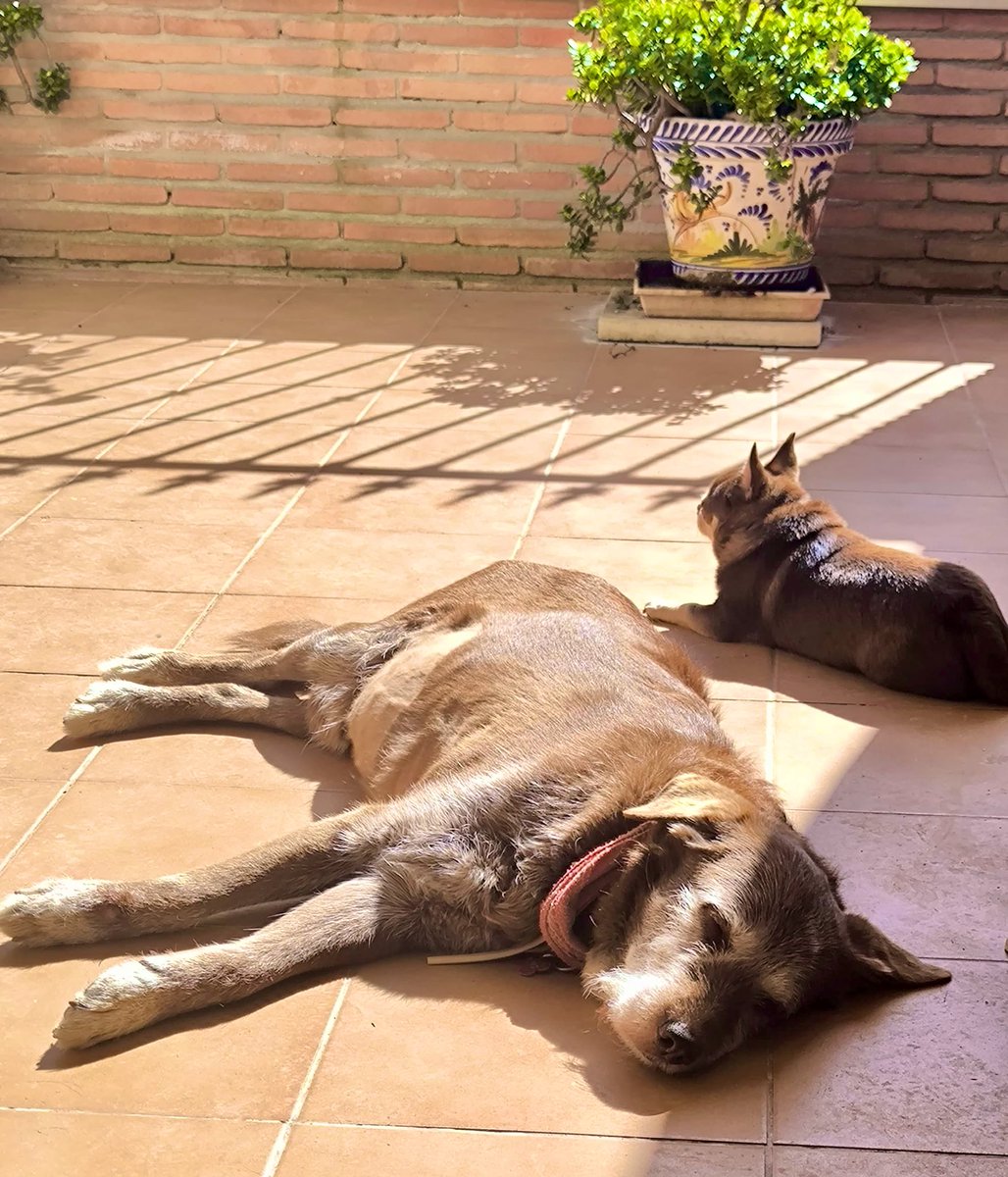 MariMacarmen's tweet image. Los jueves al sol. 
#Trush 🤎
#Kinder 🐾