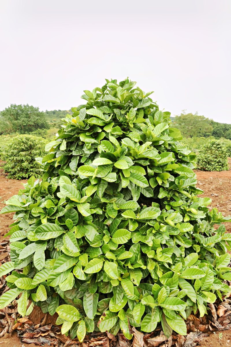 EXCELSA — Uganda’s Wild Coffee

Uganda has long relied on two coffee species: Arabica &amp; Robusta.

But from the Zoka Central Forest Reserve comes a third, Excelsa.

Now under research at the NARO Kamenyamigo Sub-station in partnership with Makerere University <a href="/MakCAES/">Makerere University CAES</a>, <a href="/ugwildlife/">Uganda Wildlife Authority</a>