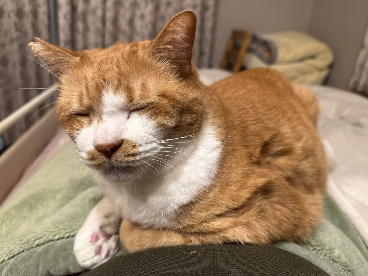 コンドリア水戸 tweet media