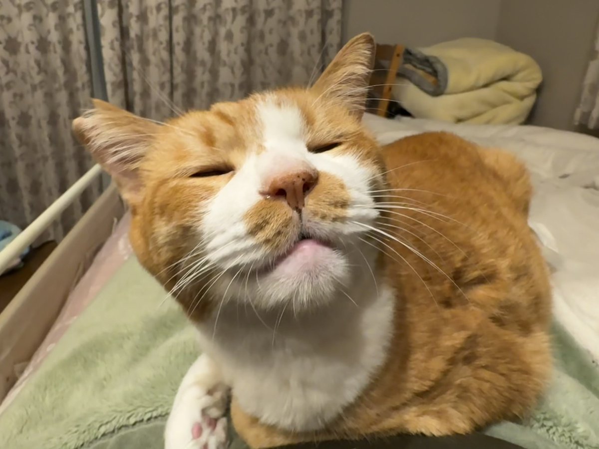 コンドリア水戸 tweet media