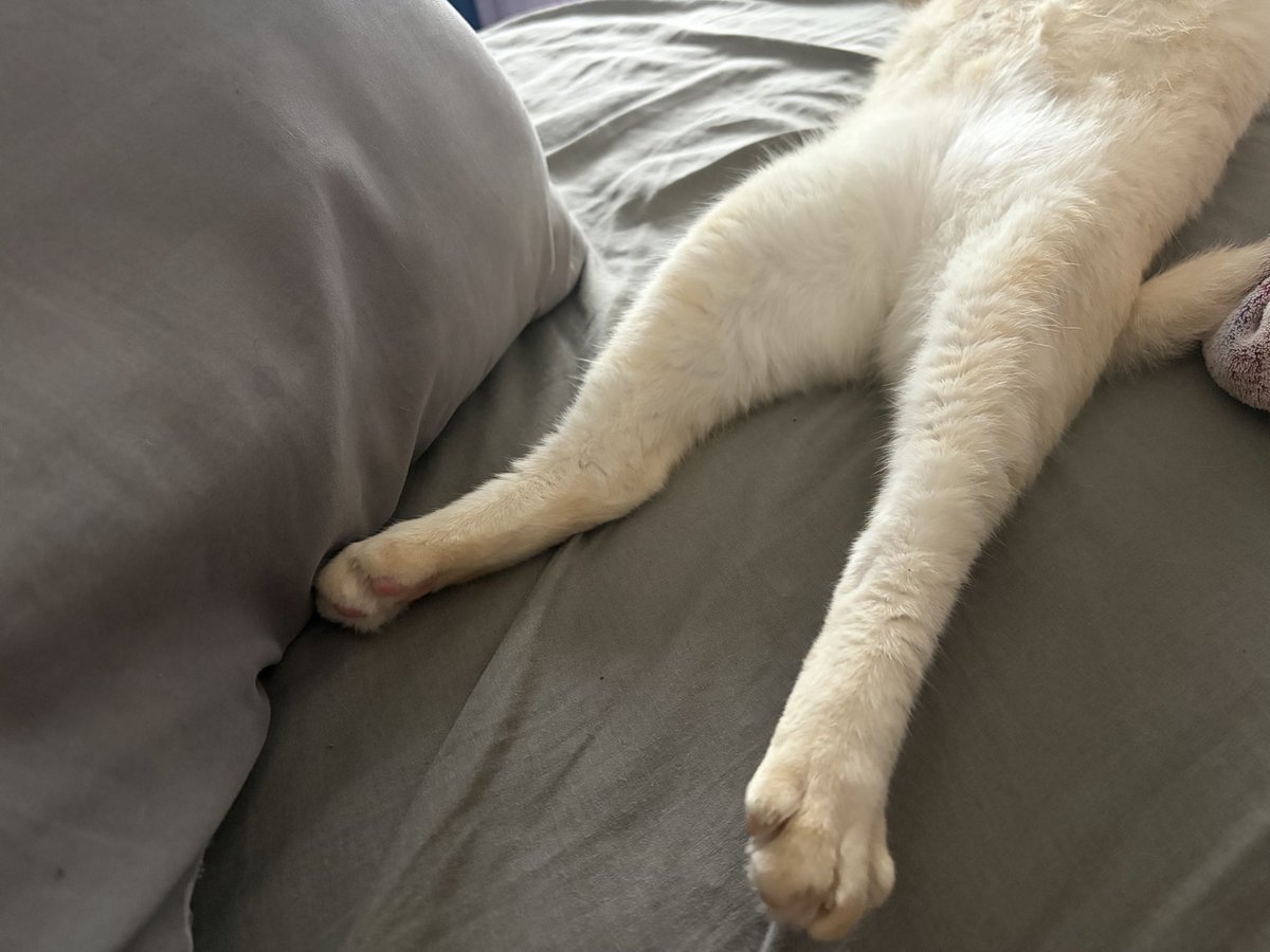 Idrina Germani tweet media