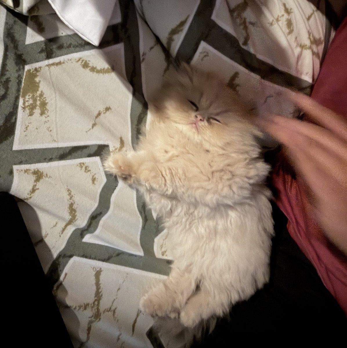 Kushagra tweet media