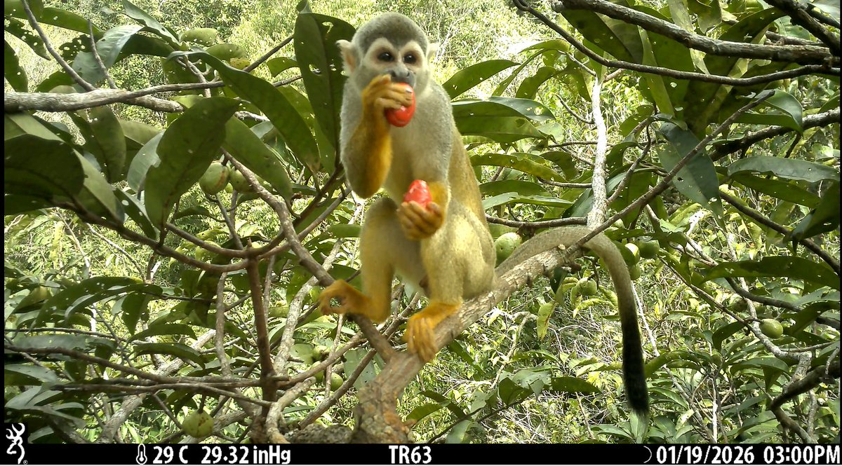 mncn_csic's tweet photo. 🧵(HILO) Un equipo de investigación del MNCN-@CSIC ha desarrollado TropiCam-AI, el primer algoritmo de IA que identifica automáticamente, a partir de imágenes de cámaras trampa,las especies animales que habitan en el dosel de bosques húmedos neotropicales. https://t.co/IKofzVPyte https://t.co/vPQnDwkIH9