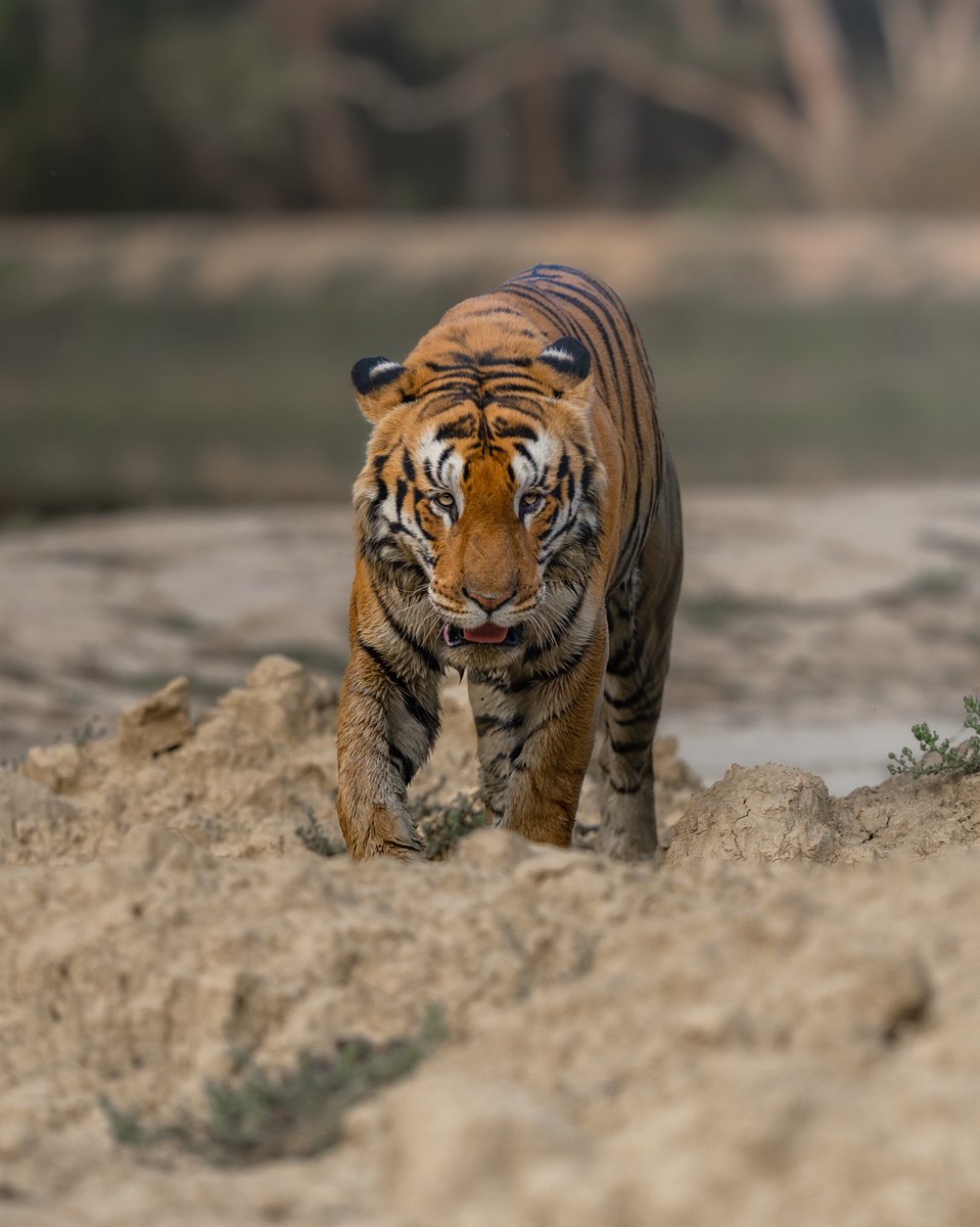 SIGMA India tweet media