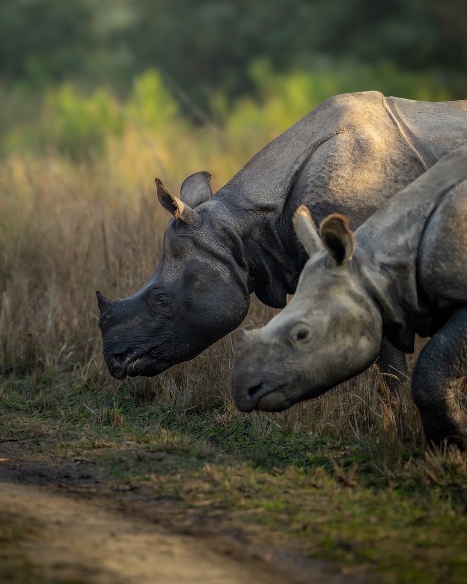 SIGMA India tweet media