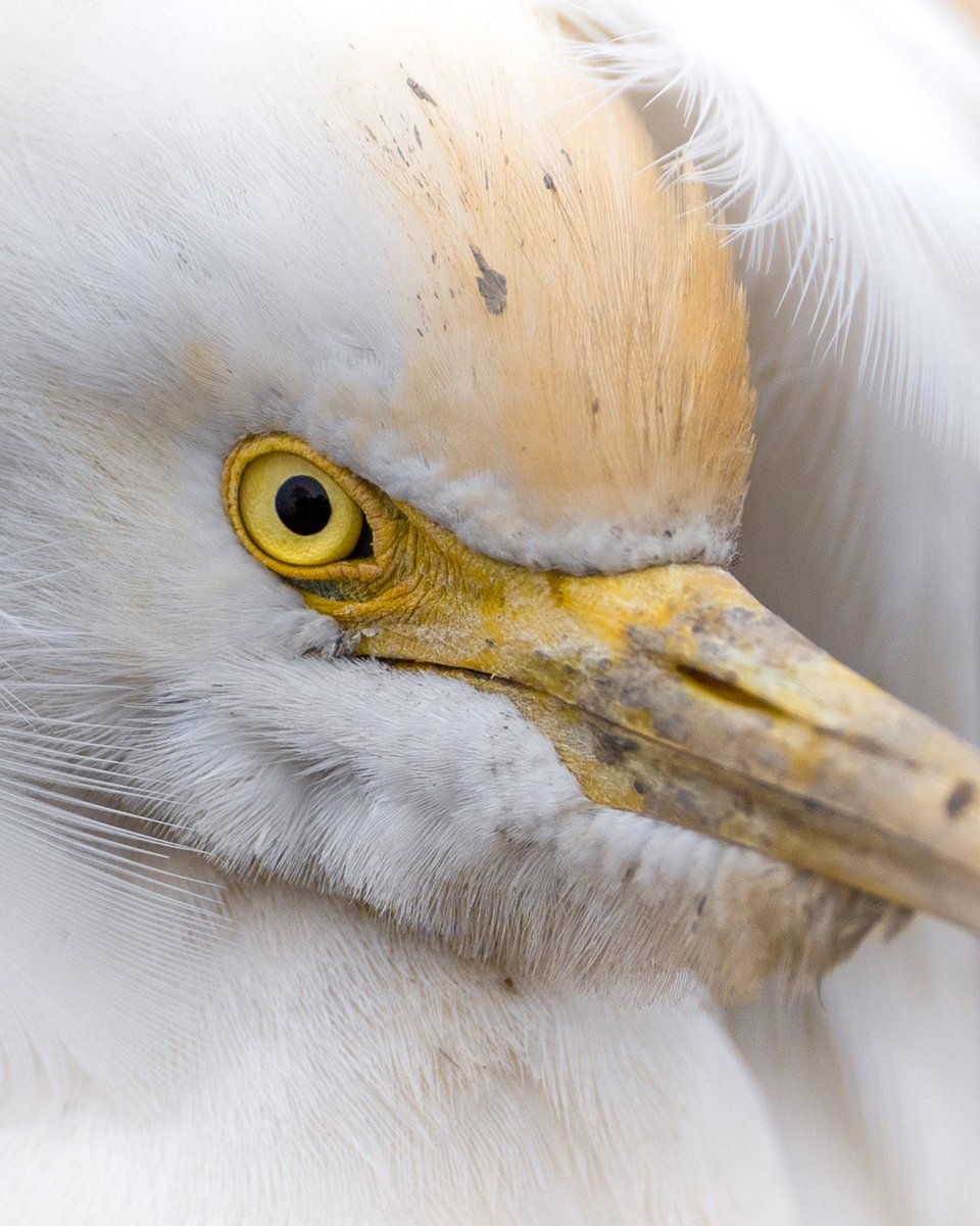 SIGMA India tweet media