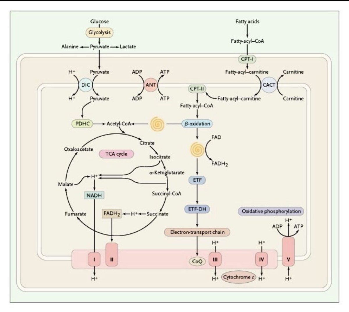 DrJesseMorse's tweet image. In my opinion the mitochondria is the primary source of nearly all disease.

There are over a quadrillion mitochondria in the body. That’s 1 followed by 15 zeroes. 🤯

You probably remember it as the “powerhouse of the cell” from science class in high school. 

The energy