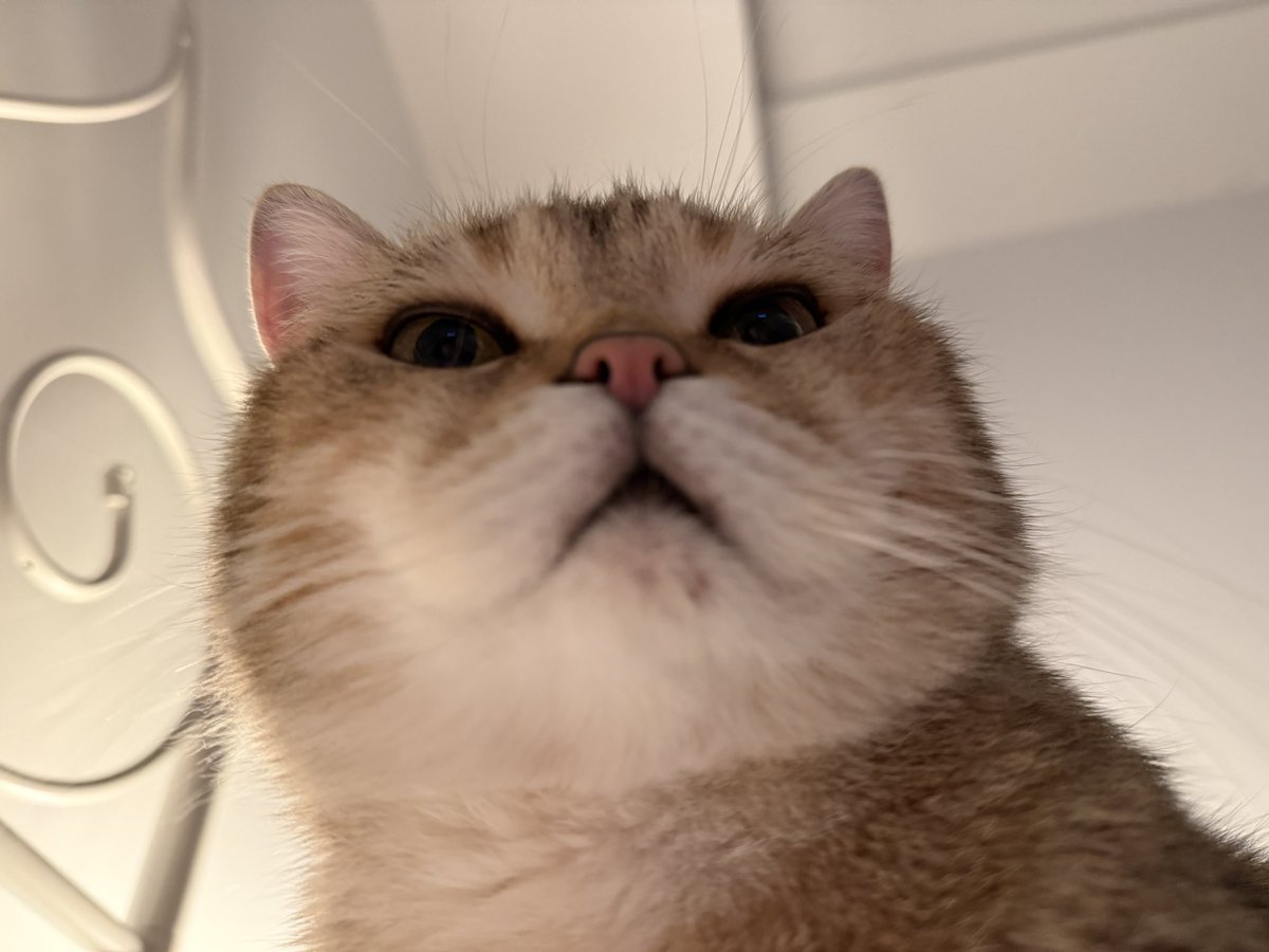 仿生云烧会梦见电子土豆吗 tweet media