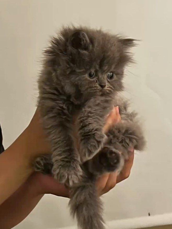 🐈‍⬛ tweet media