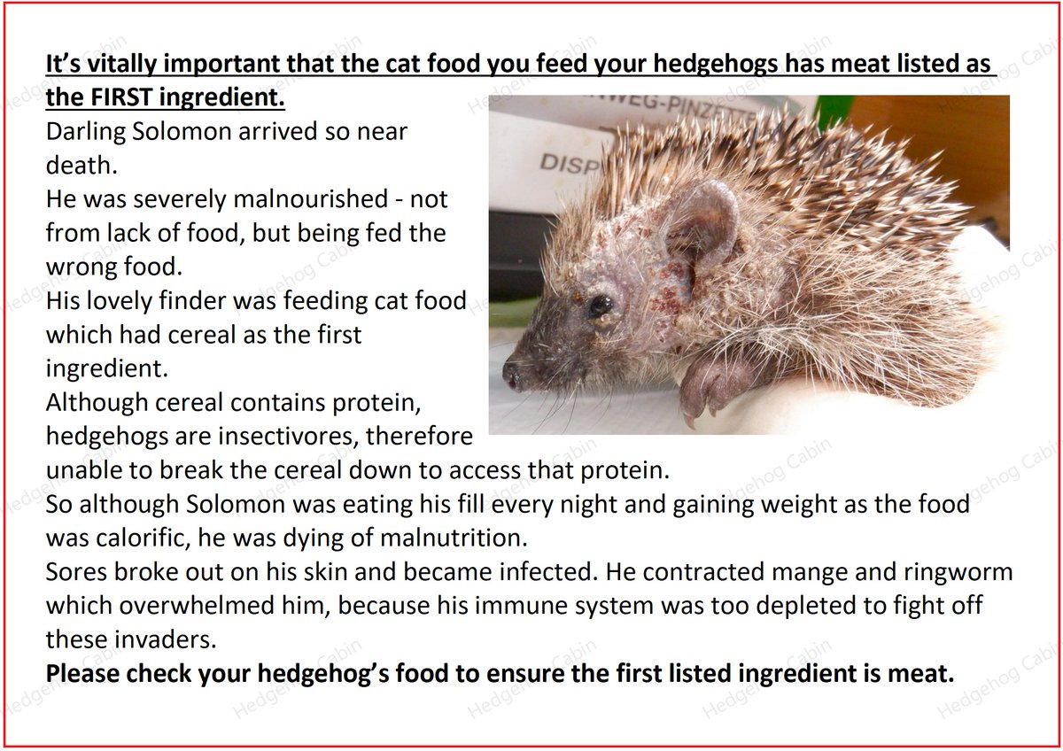 Hedgehog Cabin tweet media