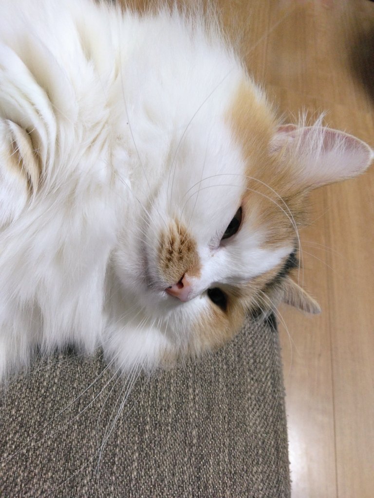 ネコ好きおじさん (@nekomito0729) / Posts / X