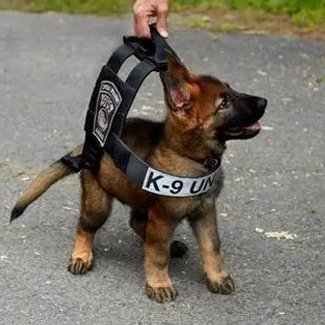 AcervoCharts's tweet photo. Agora é possível adotar doguinhos que não passaram no treinamento policial por serem amigáveis demais. https://t.co/smNMnJKTcp