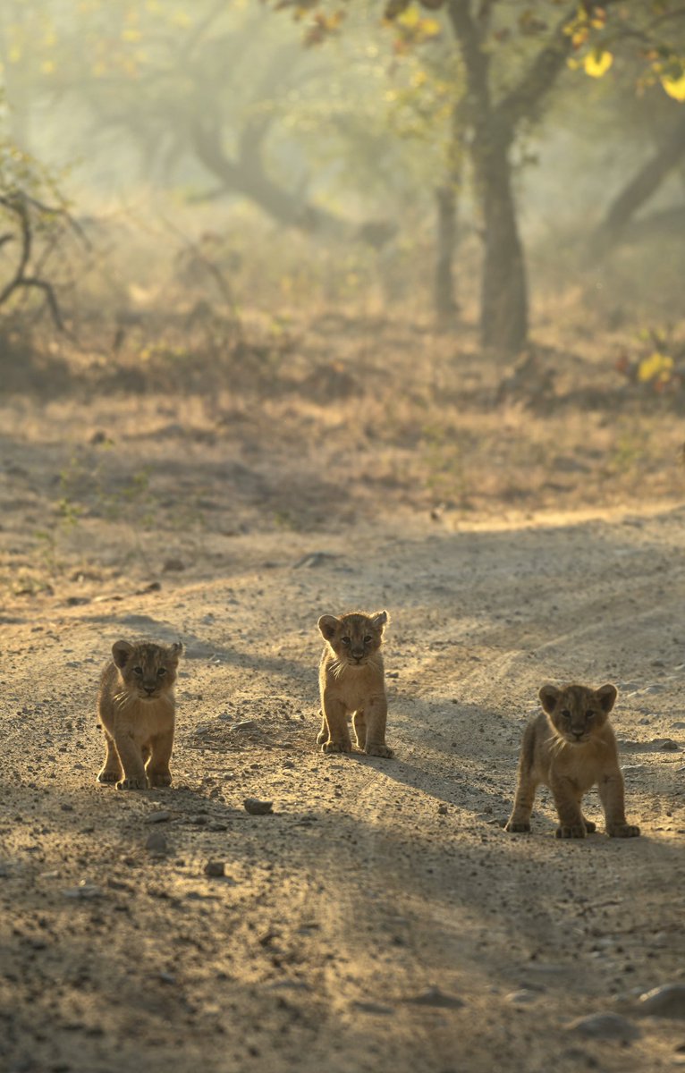 “ગીરના ઘરેણાં“