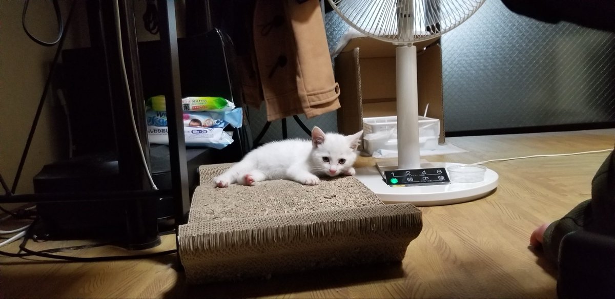 Post by まめしお on X: 大きくなったね