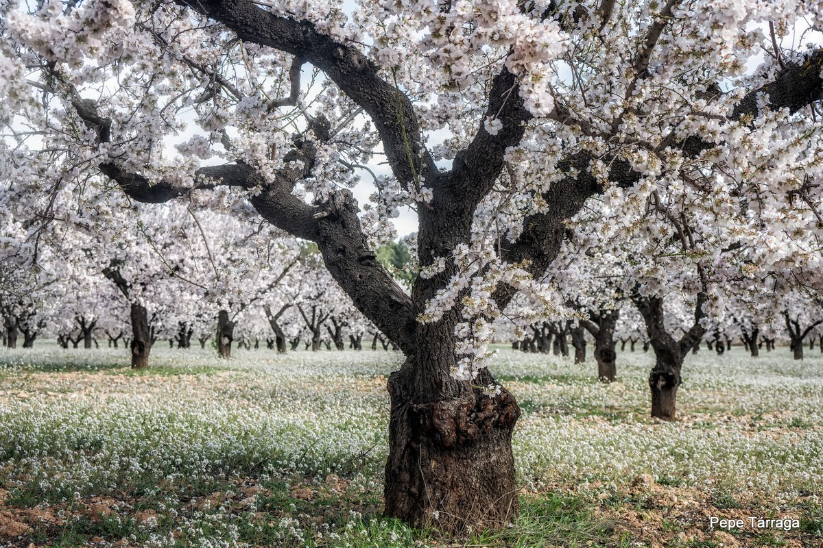 MeteOrihuela's tweet image. ¡Floración a pleno rendimiento! Explosión de color, con un montón de flores blancas y rosadas. En estos días de mediados de #febrero2026, así están los almendros en el entorno de #CasasNuevas, pedanía de #Mula (#Murcia), en la cara norte de #SierraEspuña. Imágenes: Pepe Tárraga.