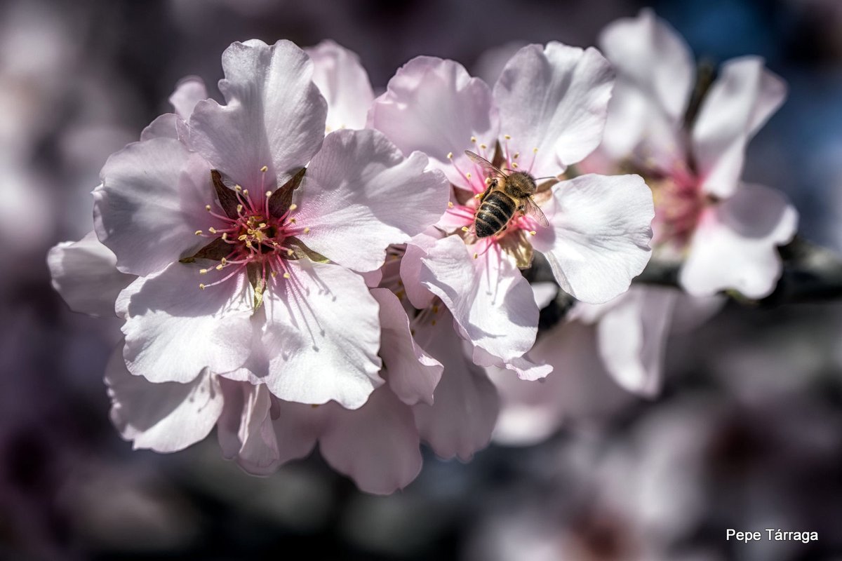 MeteOrihuela's tweet image. ¡Floración a pleno rendimiento! Explosión de color, con un montón de flores blancas y rosadas. En estos días de mediados de #febrero2026, así están los almendros en el entorno de #CasasNuevas, pedanía de #Mula (#Murcia), en la cara norte de #SierraEspuña. Imágenes: Pepe Tárraga.