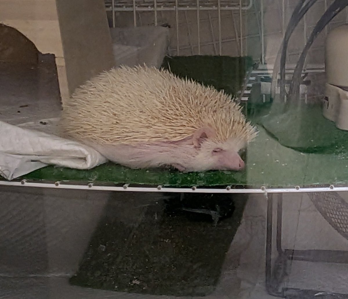 可愛い〜！！！！！💕💕 世界にこんなに可愛い草がいらっしゃった