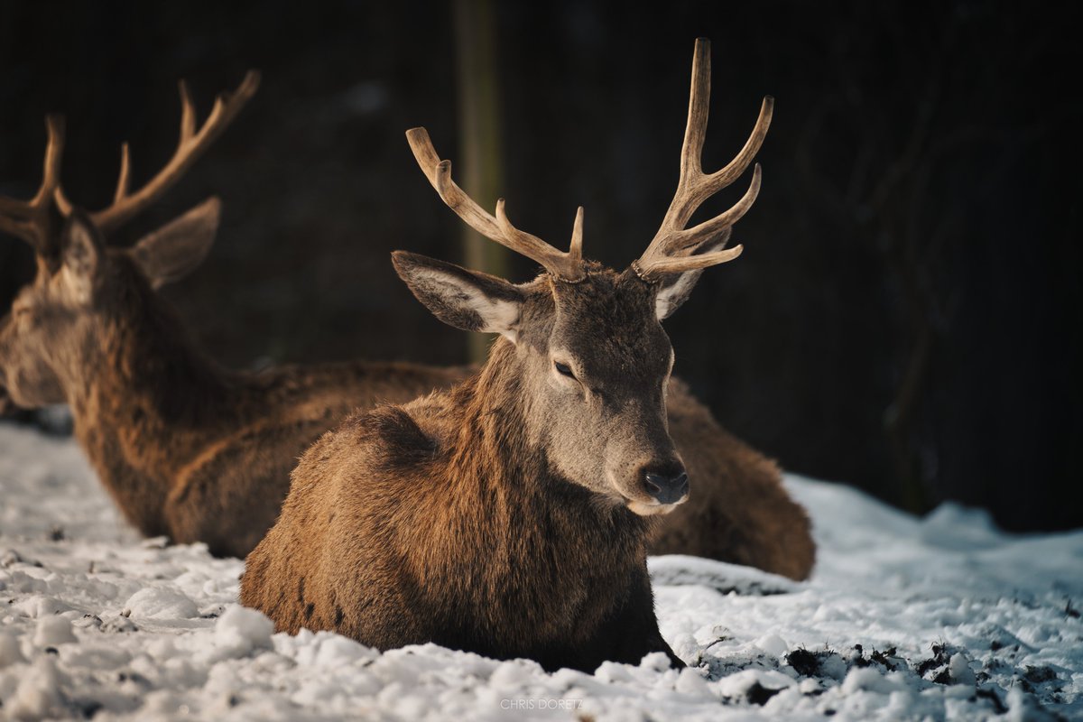 Chris Doretz tweet media