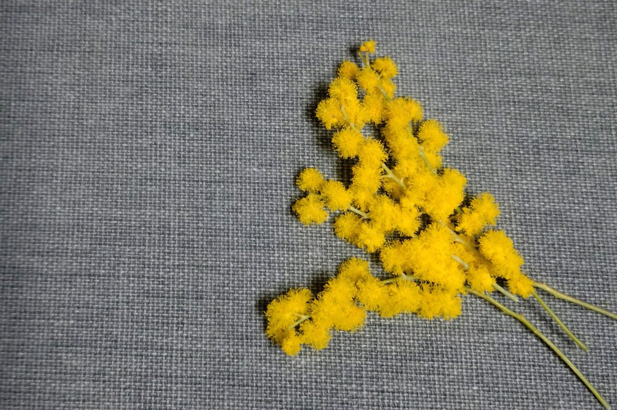 ミモザ🟡✨🌿 いただきました✨ とっても繊細なお花☝️ ありがとう