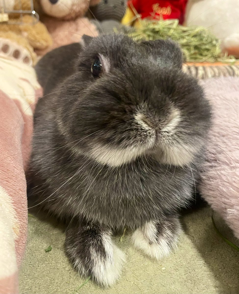 Post by うさぎのすず on X: おつもふ〜！