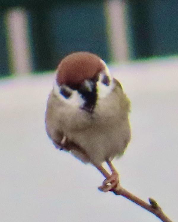 スズメ 2026.2..12 @公園