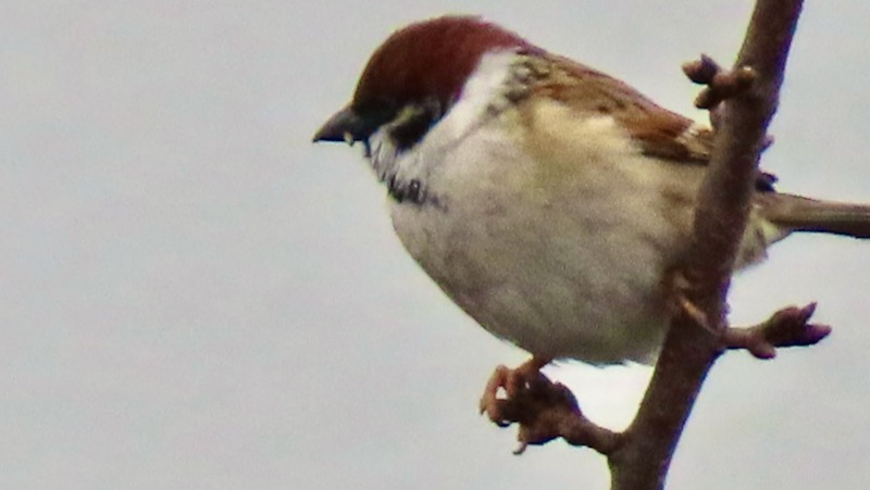 スズメ 2026.2..12 @公園