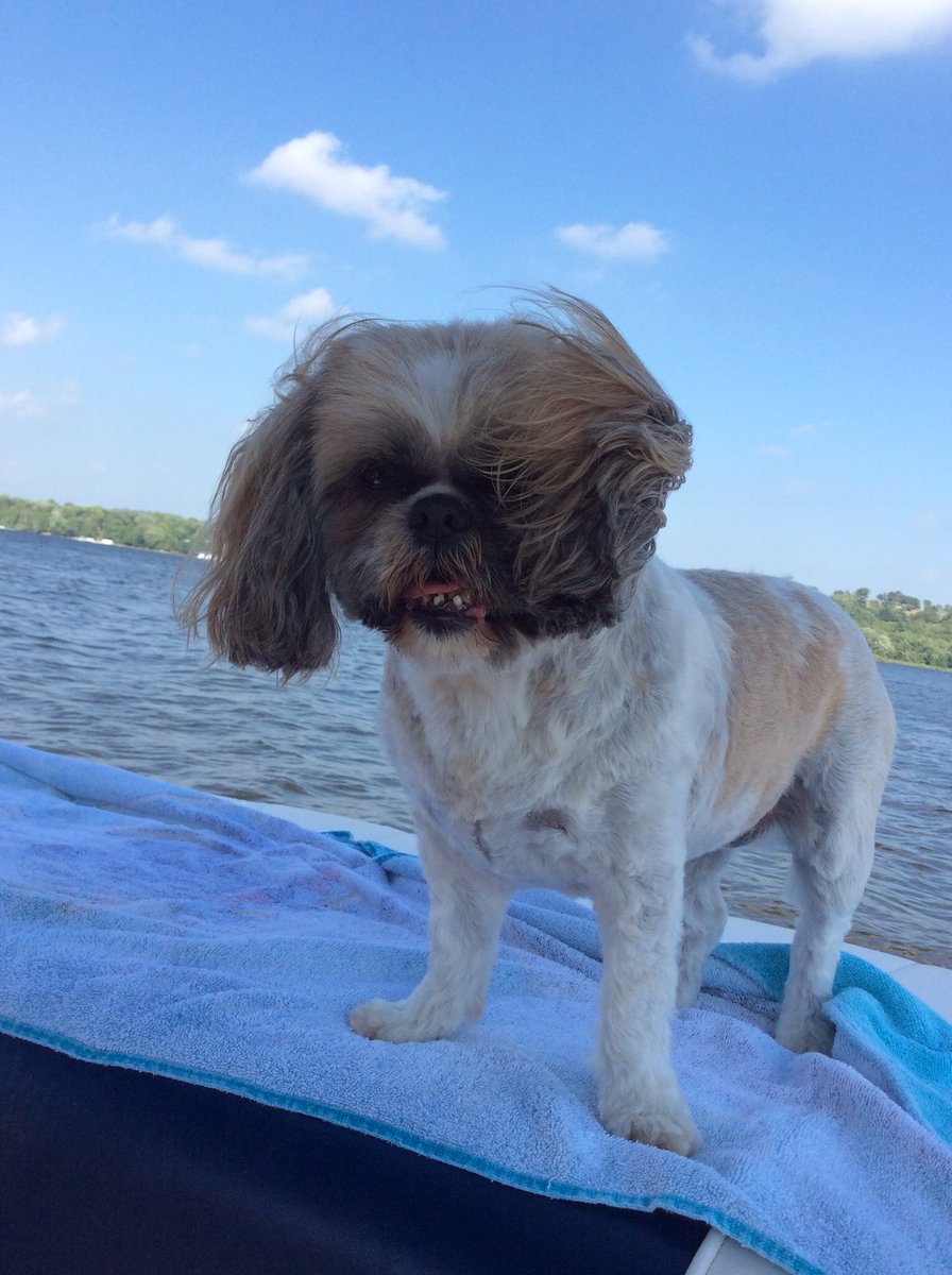 Our darling Coffee would have been 20 years old today,
She is the reason we joined twitter.
We miss her everyday. 🫶🫶