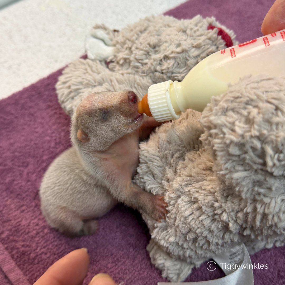 Heartbreaking rescue 💔 Three orphaned badger cubs were found out in the open after their sett was disturbed &amp; mum never returned. All boys, tiny &amp; fragile, they’re now in our care, being hand-fed every 2 hours. We're hoping they make it through 💚 #WildlifeRescue #Badgers
