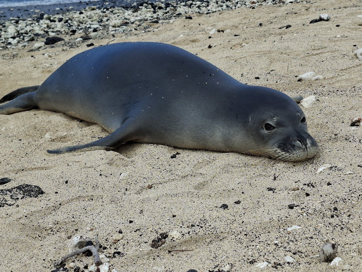 otafox1's tweet photo. @Walney_Island @cumbriawildlife @_SouthWalney @cumbriatourism @VisitEngland Grey Seals looking good 
This little fella a Monk Seal hauled out in front of us on Isle of Hawaii https://t.co/7Mvpt2SvhK