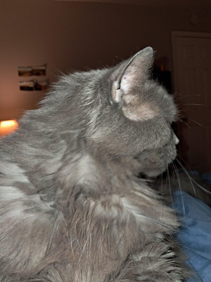 Flaco J. Cattovich tweet media