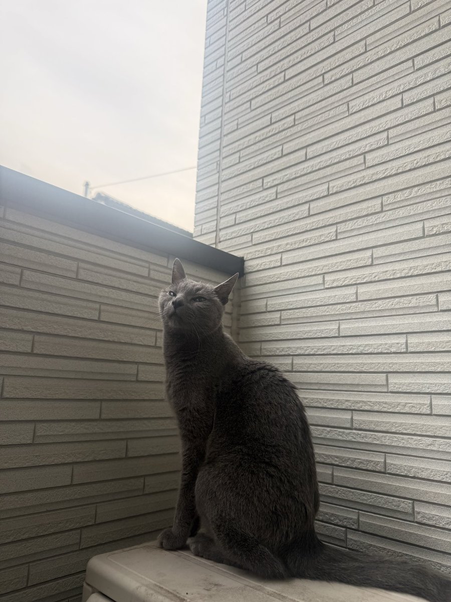 KaoriOkada6's tweet photo. 埼玉県草加市 迷い猫
2026/2/19 15時頃から迷子になっています。
ロシアンブルー、灰色、オス、16歳、細身
名前 しあん
怖がりで すごくシャーシャー言うと思います。
見かけましたらご連絡ください🙇‍♀️ https://t.co/6Ga5Cphkop