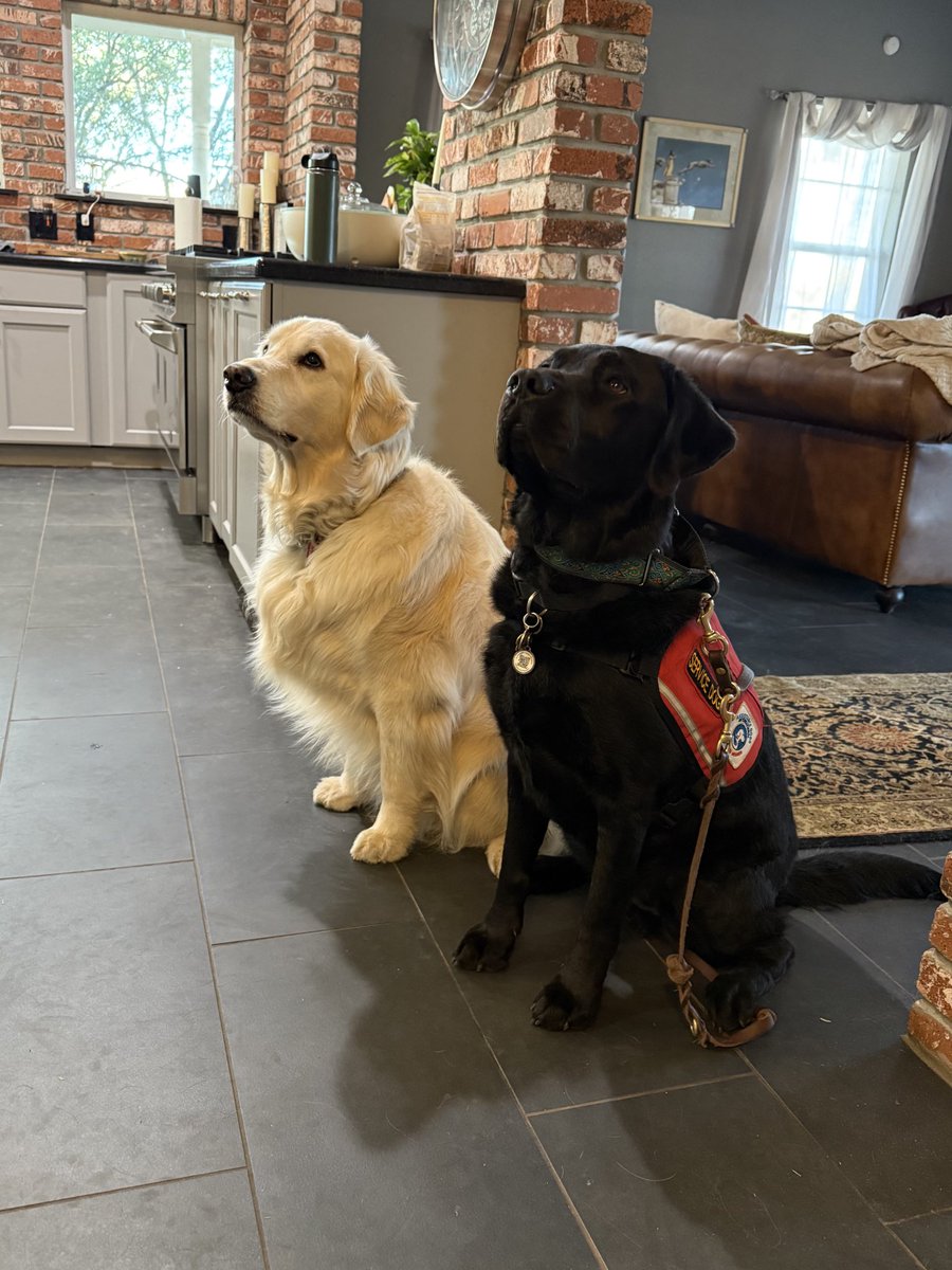 Sampson the Service Dog tweet media