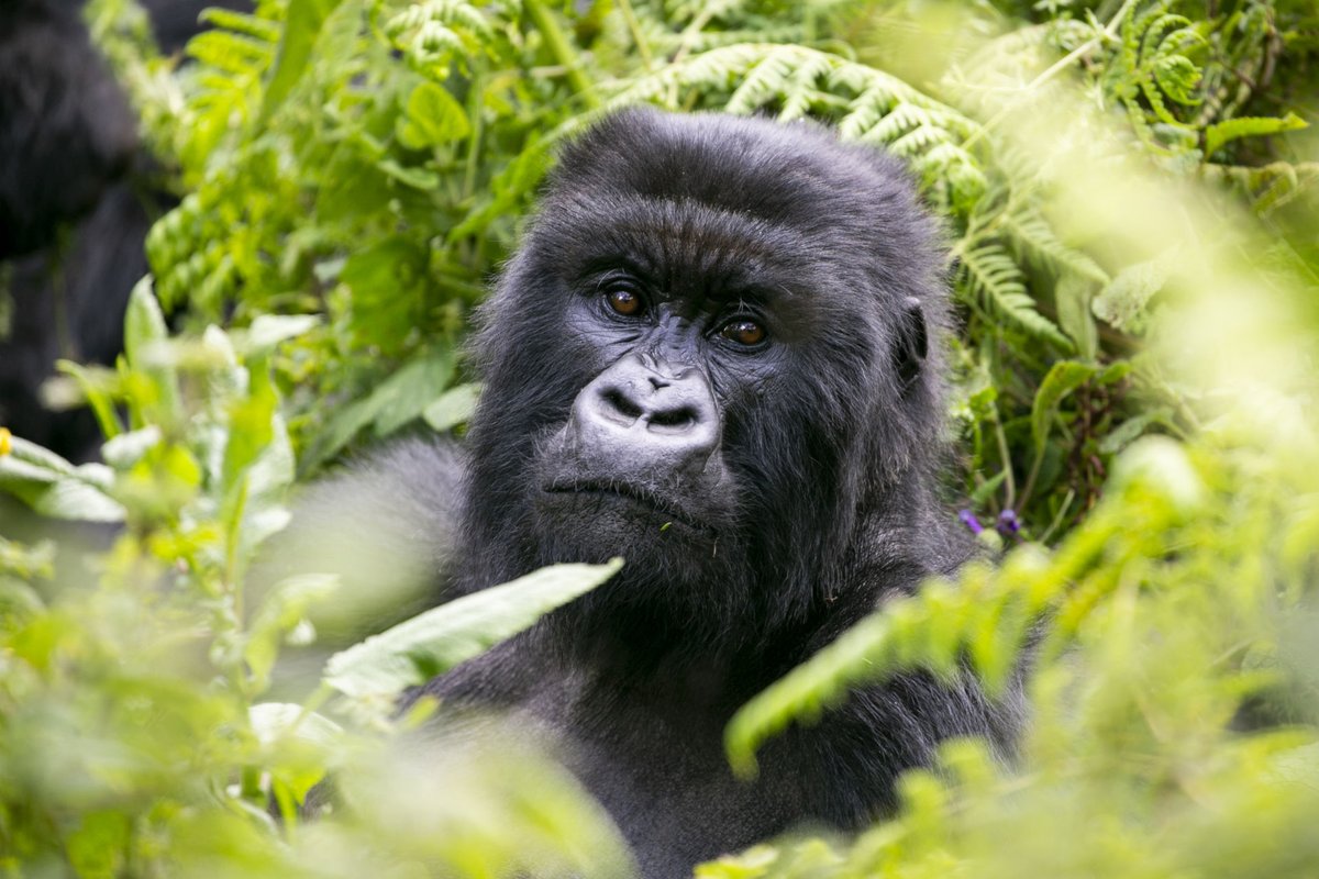 HezaTour's tweet photo. An unforgettable encounter with Rwanda’s gentle giants 🦍🇷🇼
Gorilla trekking in Rwanda is more than a journey; it’s a life-changing experience deep in the heart of pristine rainforest.

Standing face to face with mountain gorillas is powerful, humbling, and truly magical.

Explore Rwanda’s wild beauty, rich culture, and breathtaking landscapes with @Heza_Country_Tours, where every moment is carefully crafted into a memory that lasts forever.

WhatsApp: +250 788 378 961
Email: hezacountrytours@gmail.com
Website: https://t.co/DqZqDLaV9G
.
.
.
#GorillaTrekking #VisitRwanda #HezaCountryTours #WildlifeExperience #AdventureTravel #africansafaris #ɴᴀᴛᴜʀᴇʟᴏᴠᴇʀs #travelafrica #ecotourism #luxurytravel #wildĺifephotography #explorerwanda #culturaltravel #landscapelovers #bucketlisttravel