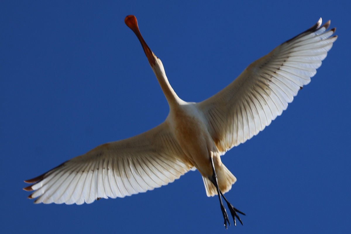 フォロワーさんが1,900名を超えました！
今後ともよろしくお願いします。

#日本野鳥の会ひょうご