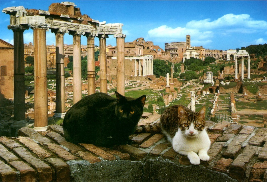 Photograph from the Cats of Rome (Gatti di Roma) postcard series. Photographer: Giancarlo Gasponi.

Today, a different kind of resident lives atop the Temple of Saturn and the surrounding structures in the Roman Forum.

These cats aren't ordinary strays. They're legally protected