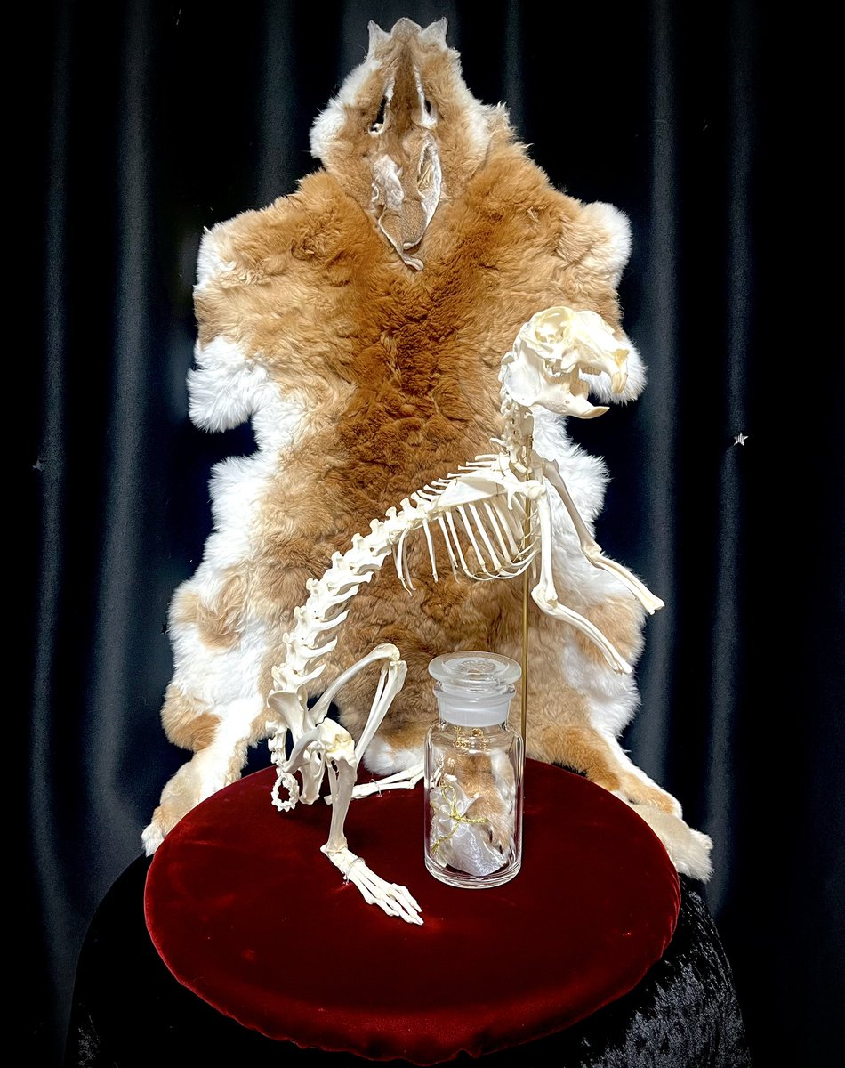 ウサギの解剖、標本制作のご依頼を頂きました。 制作期間:約3ヶ月 骨格