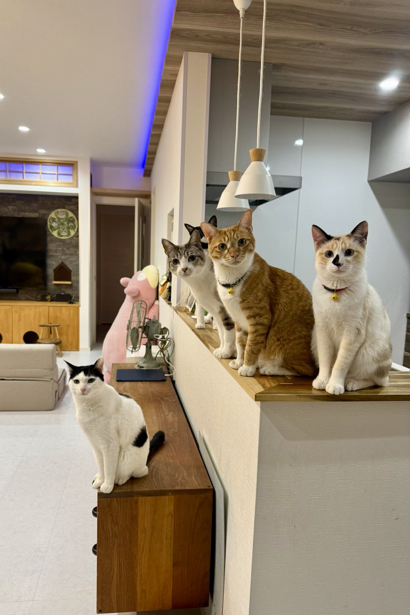 君たち。 私は今から寝るけど、夜の大運動会を今からするぜ！って目をしてますね！！！！！！