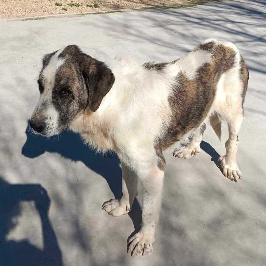 #CÓRDOBA
Y... una nueva entrada en la 𝗽𝗲𝗿𝗿𝗲𝗿𝗮 𝗱𝗲 𝗟𝘂𝗰𝗲𝗻𝗮. Y para variar... ¡¡Lo que va sobrando!! ¡Una abuelita! 

Esta mastina viejita de unos 10 años, abandonada, acaba de dar con sus huesos en el infierno para pasar tras las rejas probablemente, lo que le resta