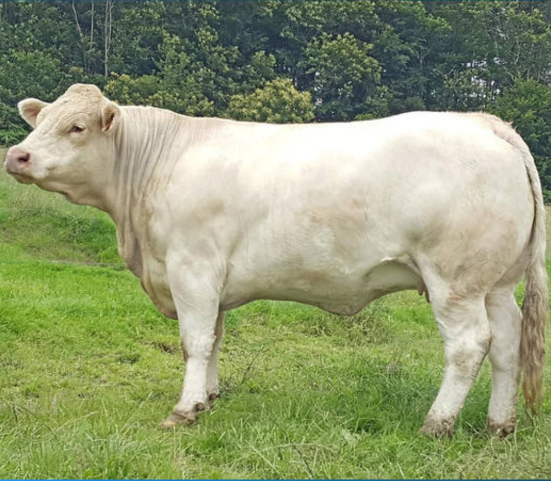 Prestige Beef tweet media