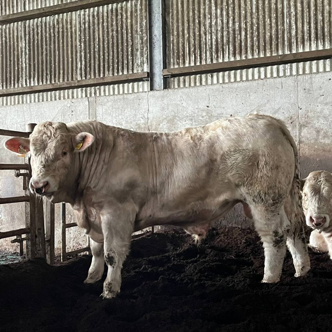 Prestige Beef tweet media