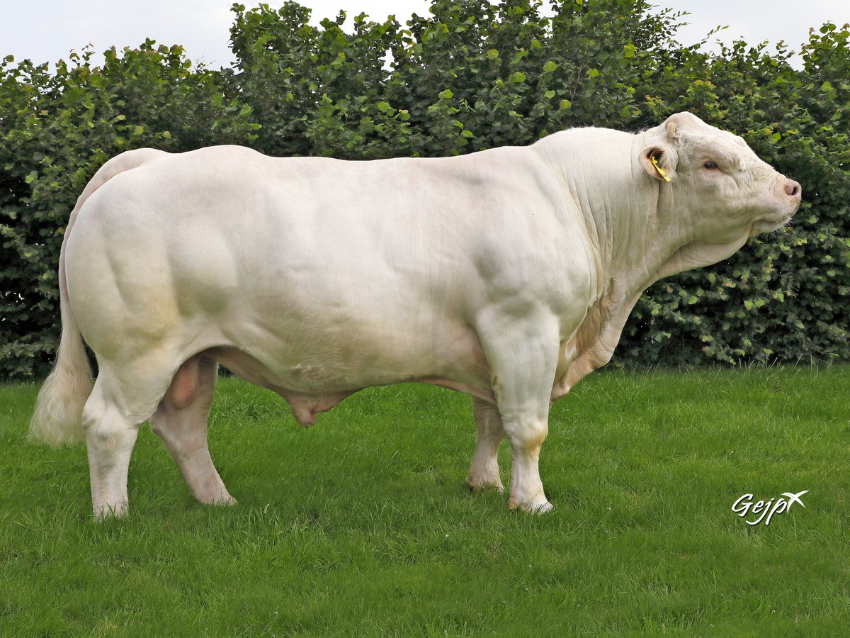 Prestige Beef tweet media