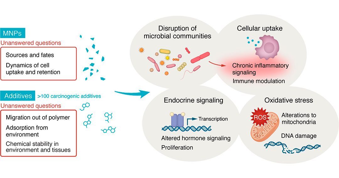 jclinicalinvest's tweet image. The #carcinogenic consequences of the #plastic pollution 
crisis

This Viewpoint by Jason A. Somarelli , Jason W. Arnold &amp;amp; Andrew B. West @DukeMedSchool discusses the health impacts of micro- and #nanoplastic ingestion: doi.org/10.1172/JCI203…
#microplastics