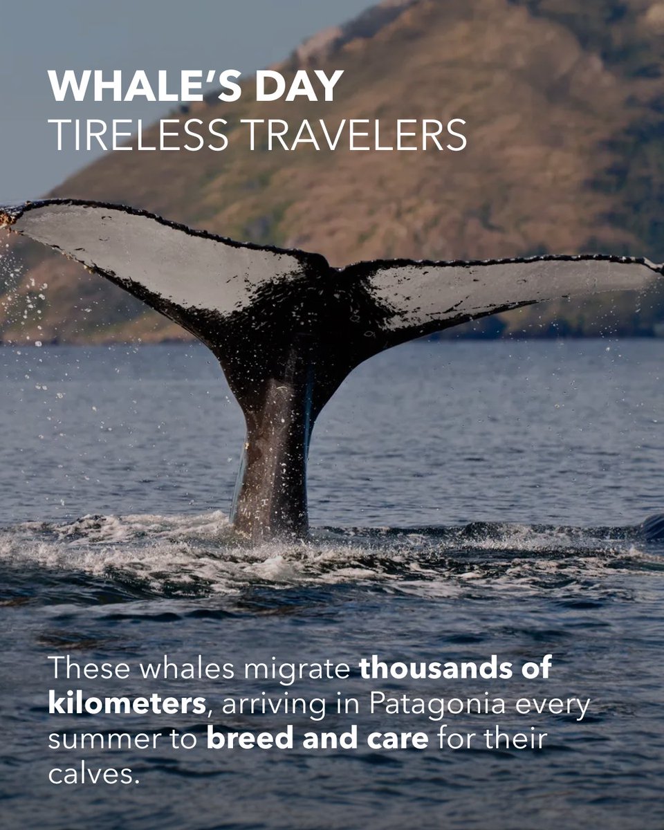 Australis Cruises tweet media