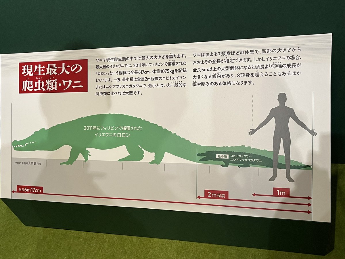 ロロン ワニ展で比較だけ展示されてたイリエワニだから実寸大模型で観察できるのはありがたい！
#国立科学博物館